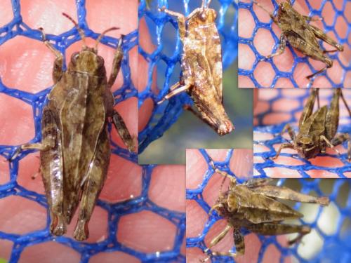 Tetrix undulata