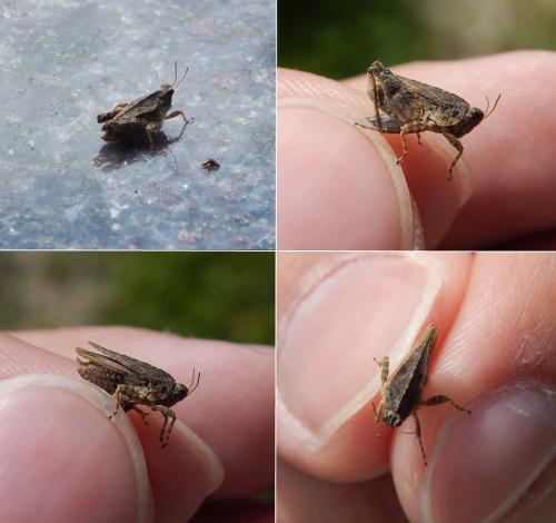 Réf. 162 304 : Tetrix tenuicornis