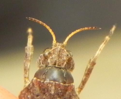 Tetrix sp.