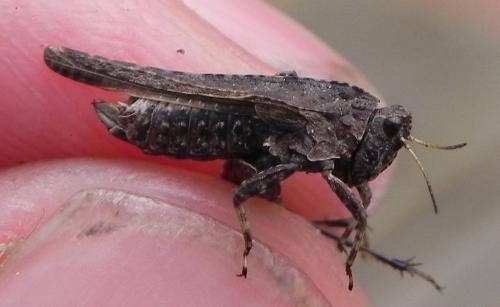 Tetrix sp.