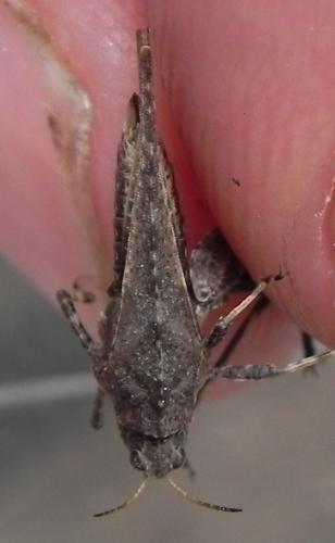 Tetrix sp.
