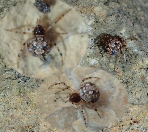 Theridion hannoniae