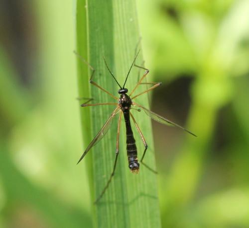 Ptychoptera minuta