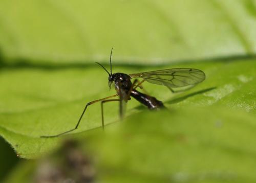 Réf. 162 307 : Ptychoptera minuta