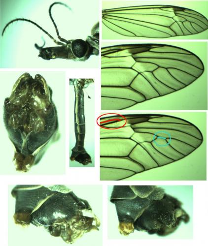 Tipula luna