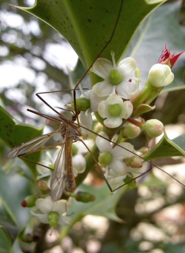 Tipula vernalis