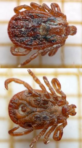 Dermacentor marginatus