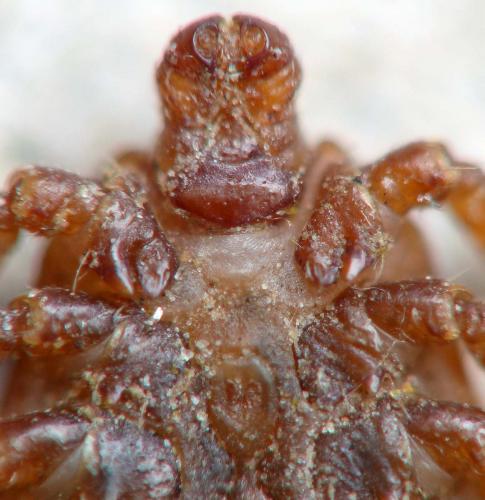 Dermacentor marginatus
