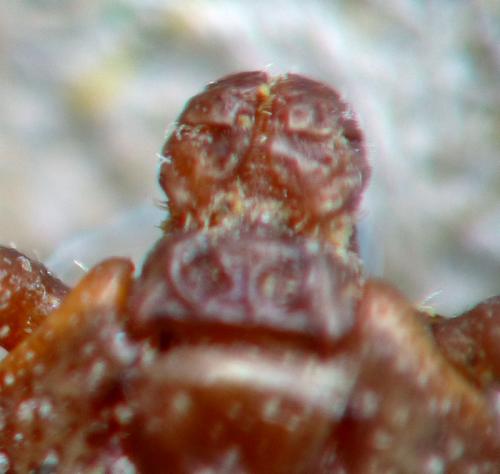 Dermacentor marginatus