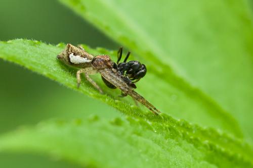 Réf. 162 128 : Tmarus sp.