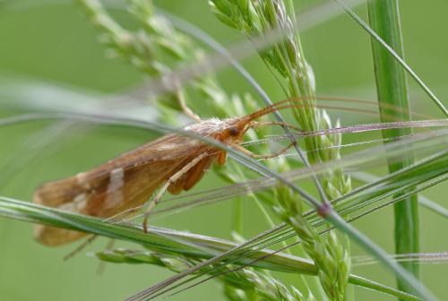 Limnephilus lunatus