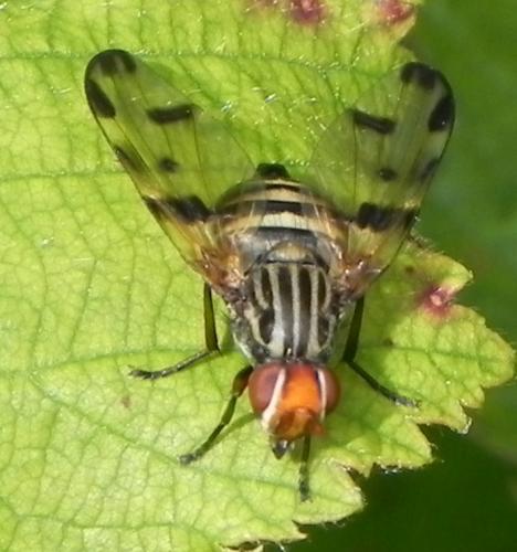 Otites porcus