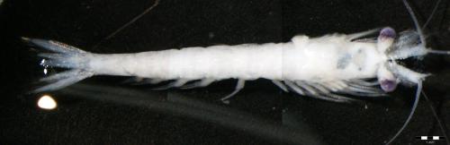 Siriella jaltensis