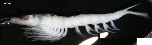 Siriella jaltensis