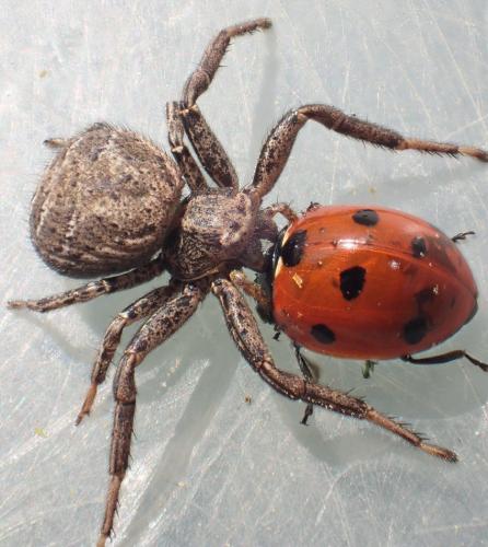 Réf. 162 020 : Xysticus sp.