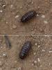 Armadillidium vulgare