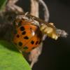 Harmonia axyridis