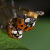 Harmonia axyridis