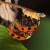 Harmonia axyridis