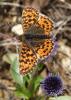 162569 – Photo : Vincent VALLI – France (26)