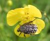 Oxythyrea funesta