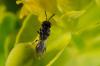162433 – Photo : Fabricius – France (13)