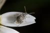 162016 – Photo : Fabricius – France (13)