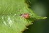 162340 – Photo : Decostre Alfred – Belgique