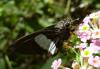 162317 – Photo : Christian Berquer – Mayotte