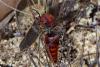 162976 – Photo : Captagone – Madagascar
