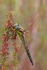 162558 – Photo : Cochet Alain – France (33)