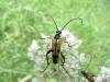Rutpela maculata