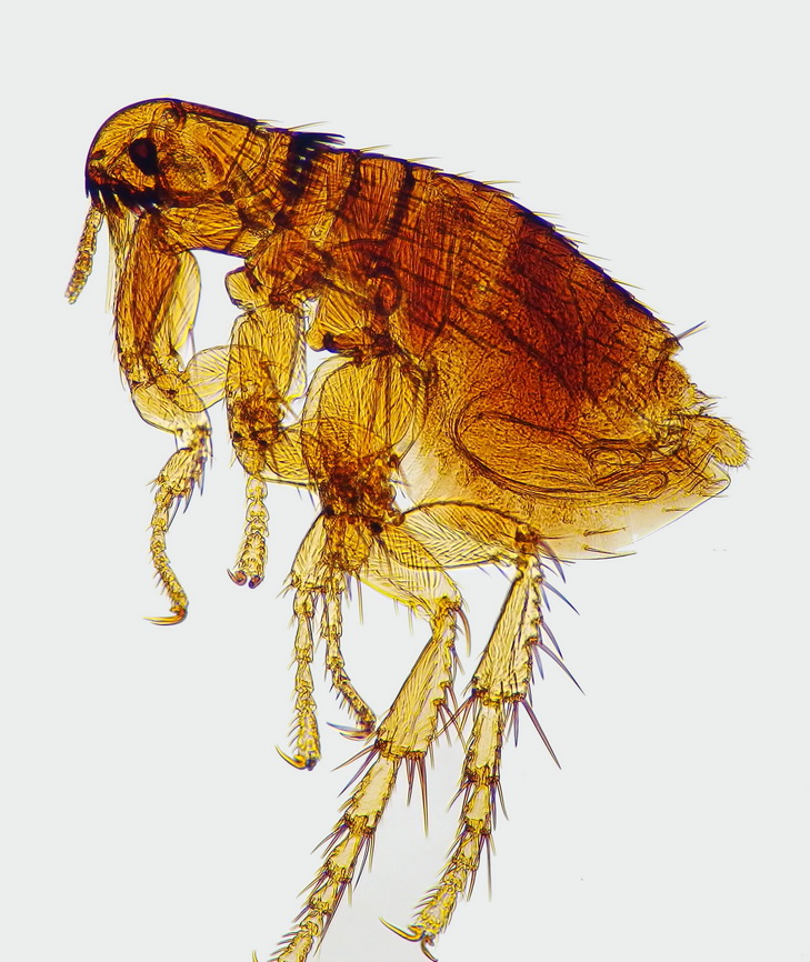 Réf. 162388 — INSECTA > Siphonaptera > Pulicidae > Ctenocephalides