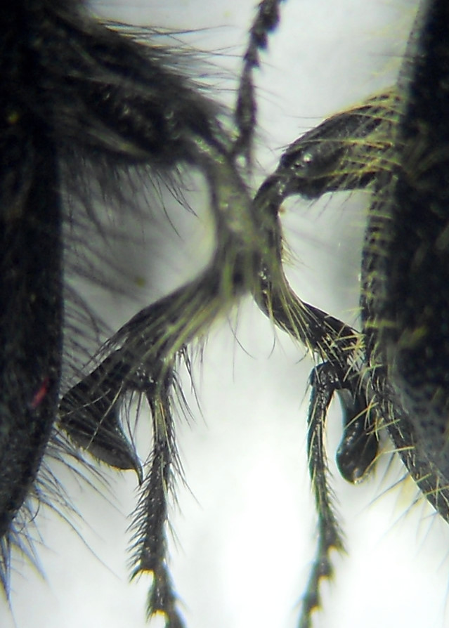 Anonyme - Enicopus (Enicopus) divers - réf. 162874 (639 x 894 pixels, 182 ko)