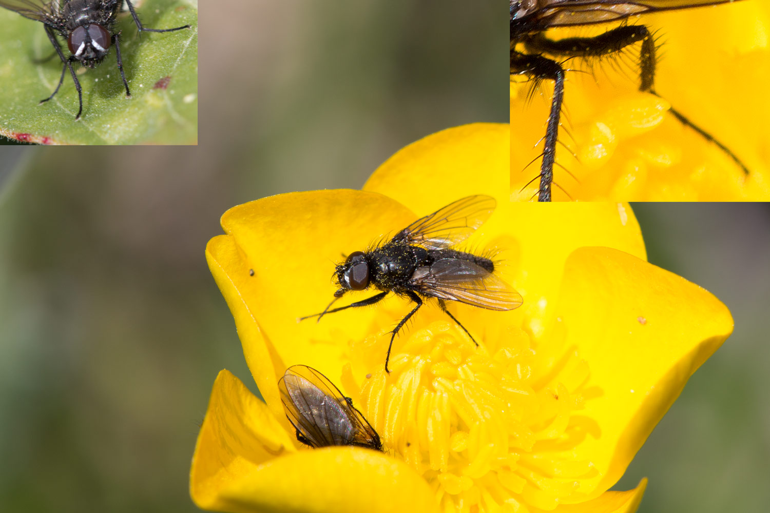 Gilles Roussel - Drymeia sp. - réf. 162754 (1500 x 1000 pixels, 192 ko)