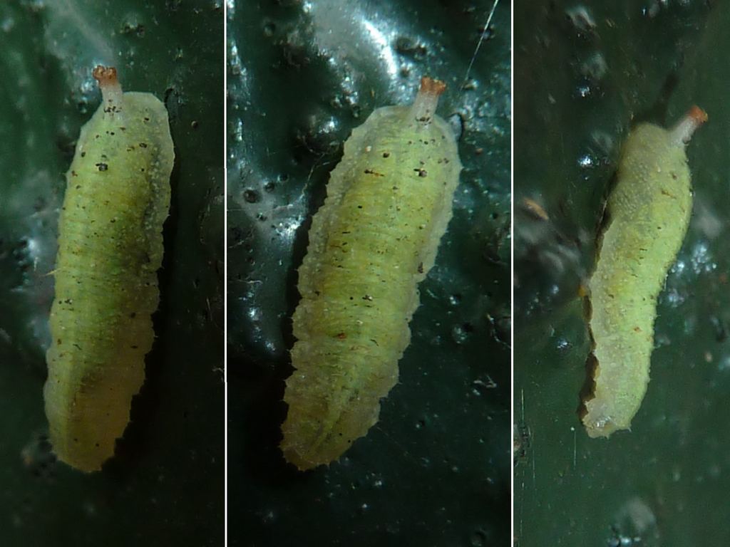 Bobabar - Epistrophe sp. - réf. 162162 (1024 x 768 pixels, 96 ko)