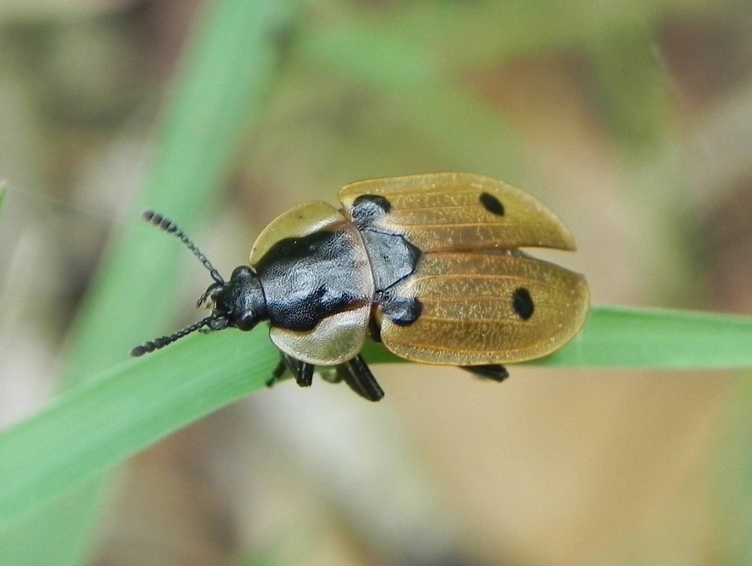 florent besson - Dendroxena quadrimaculata - réf. 162187 (1500 x 1129 pixels, 177 ko)
