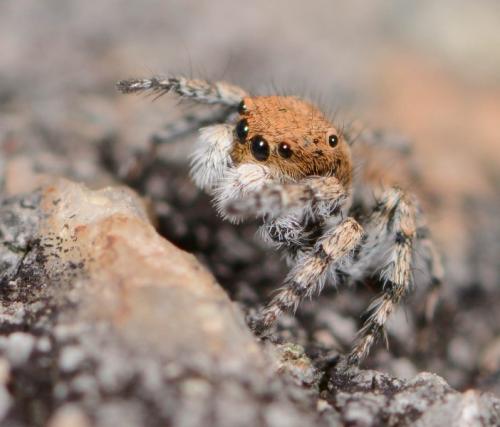 Aelurillus luctuosus