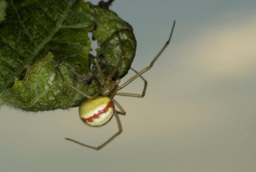 Réf. 163 623 : Enoplognatha sp.
