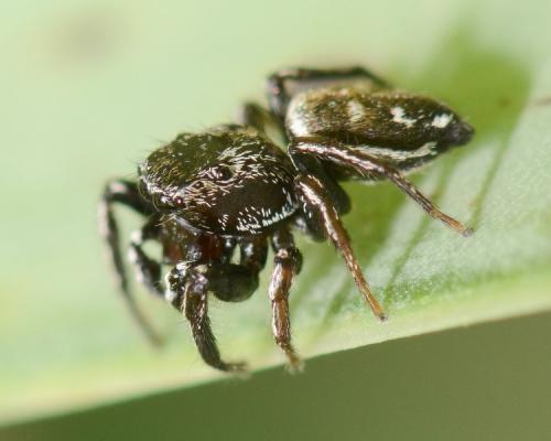 Heliophanus flavipes