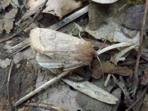 Orthosia sp.