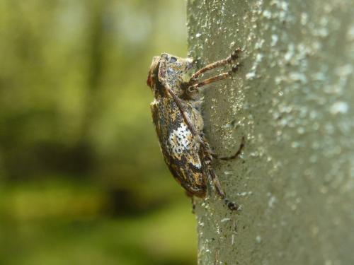 Mesosa nebulosa