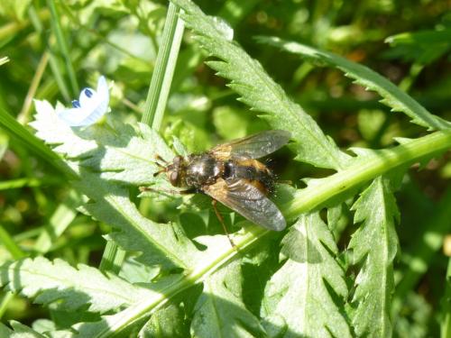 Tachina sp.