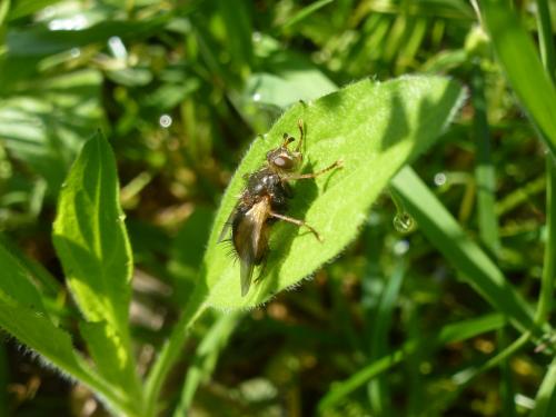 Tachina sp.