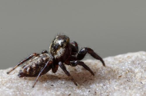Macaroeris nidicolens