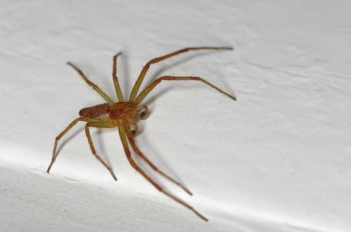 Philodromus rufus