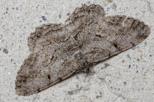 Réf. 163 620 : Peribatodes rhomboidaria