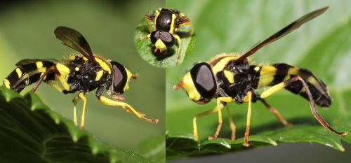 Philhelius pedissequus