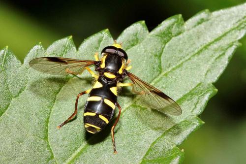 Philhelius pedissequus