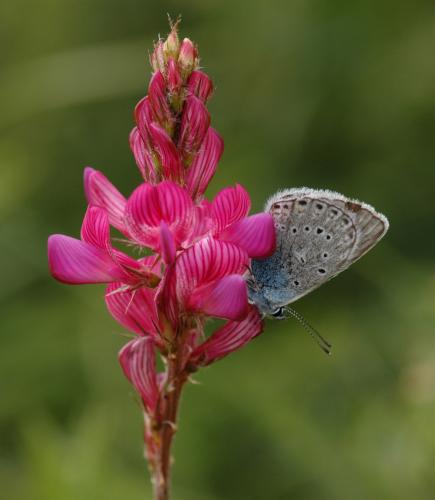 Polyommatus amandus